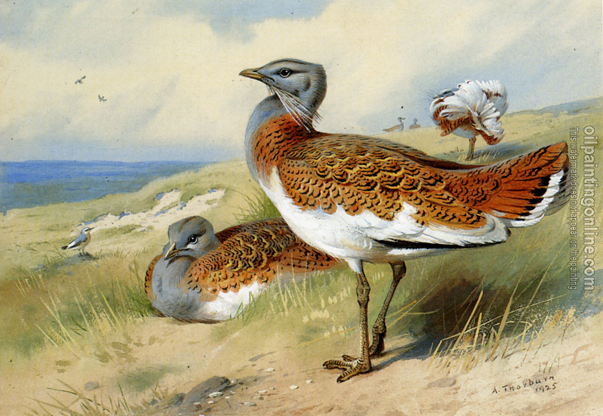 Thorburn, Archibald - Great Bustards